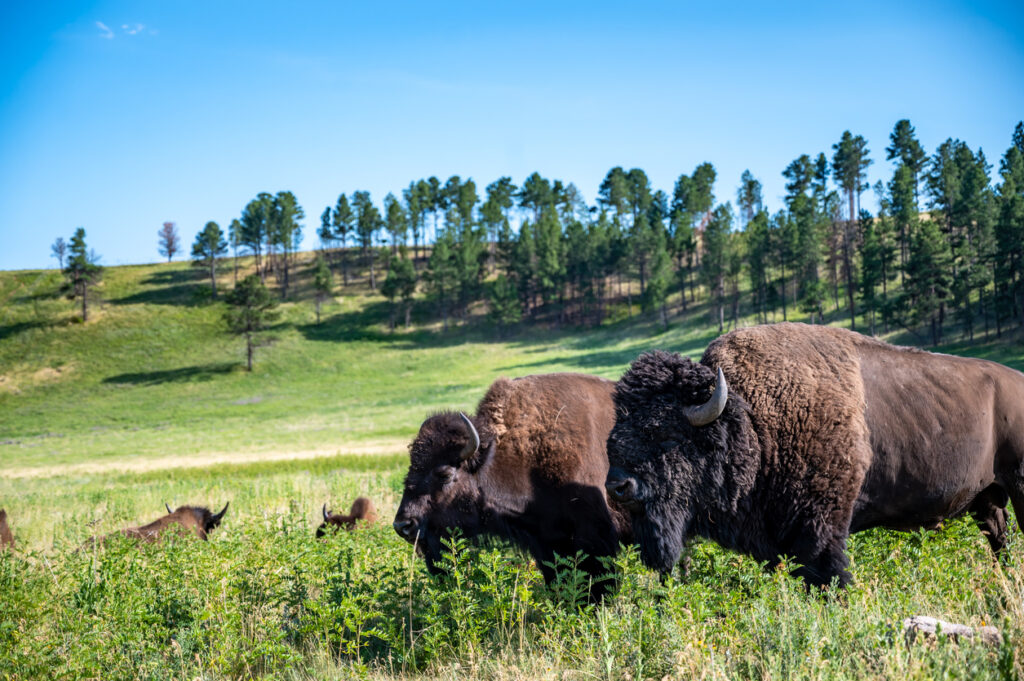 Herd of bison roaming across the open plains for Custer State Park in South Dakota. . High quality photo